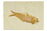 Detailed Fossil Fish (Knightia) - Wyoming #345370-1